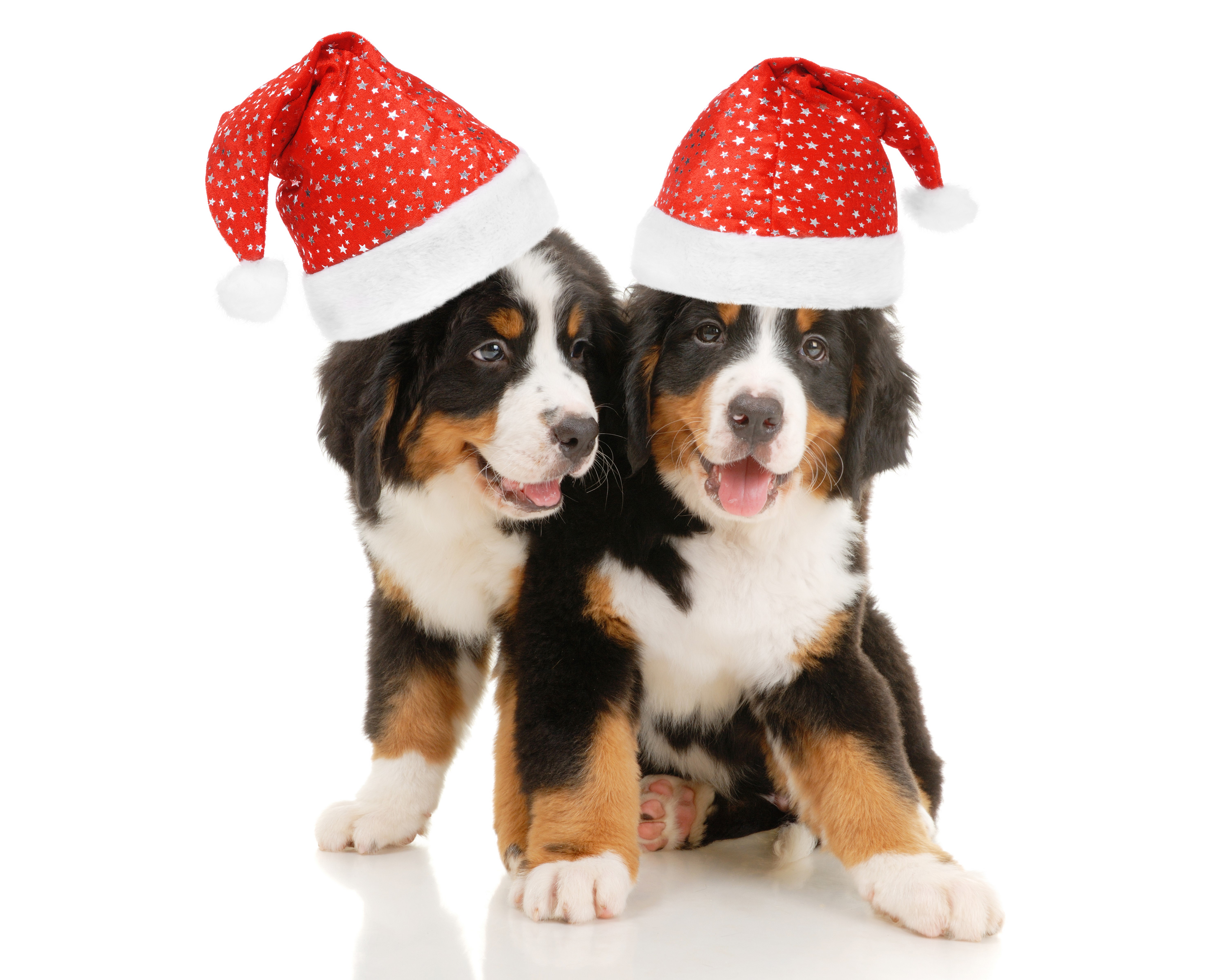 Christmas Dog Wallpapers