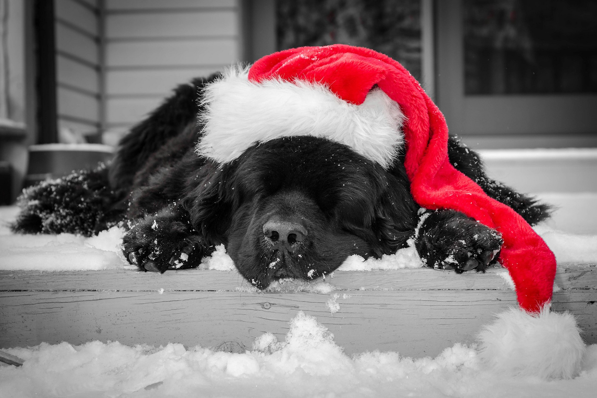 Christmas Dog Wallpapers