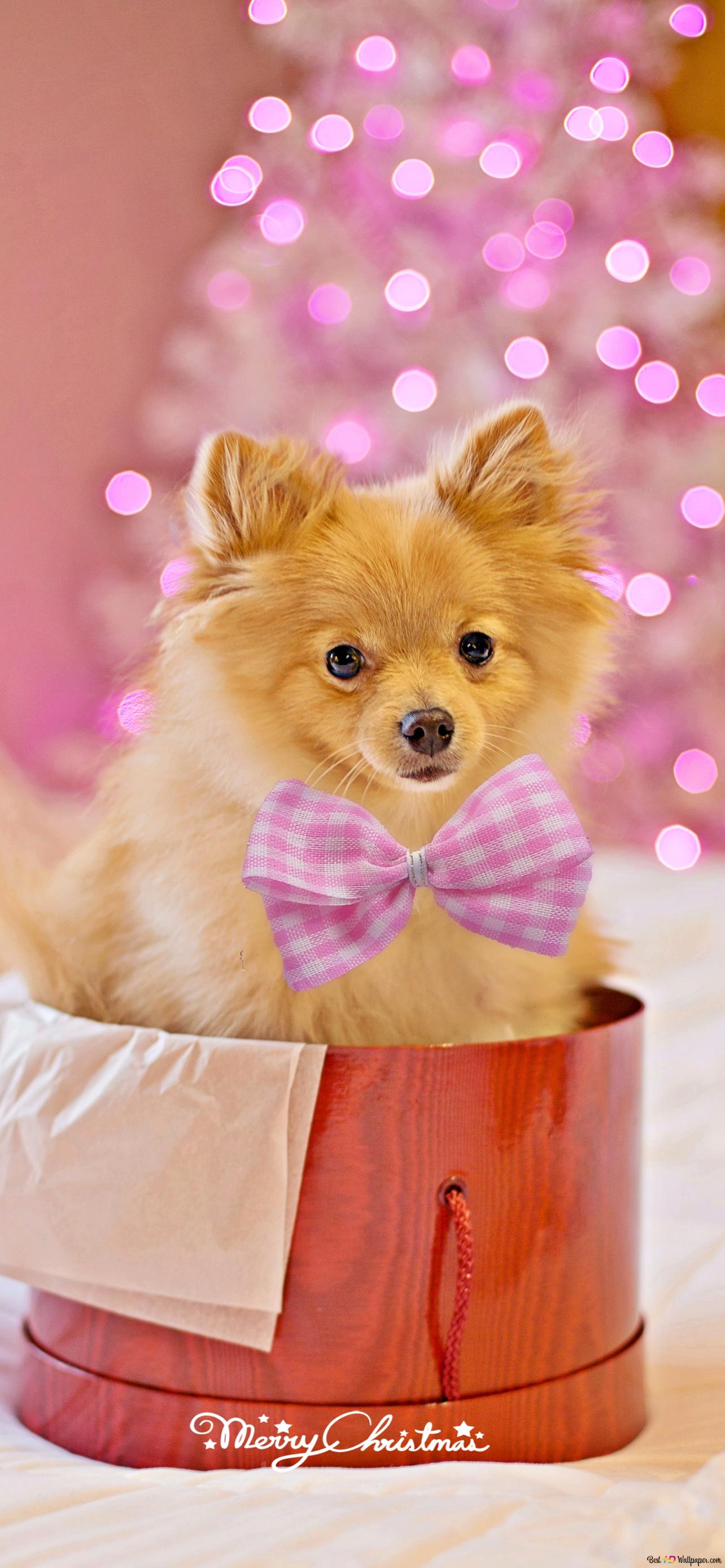 Christmas Dog Wallpapers