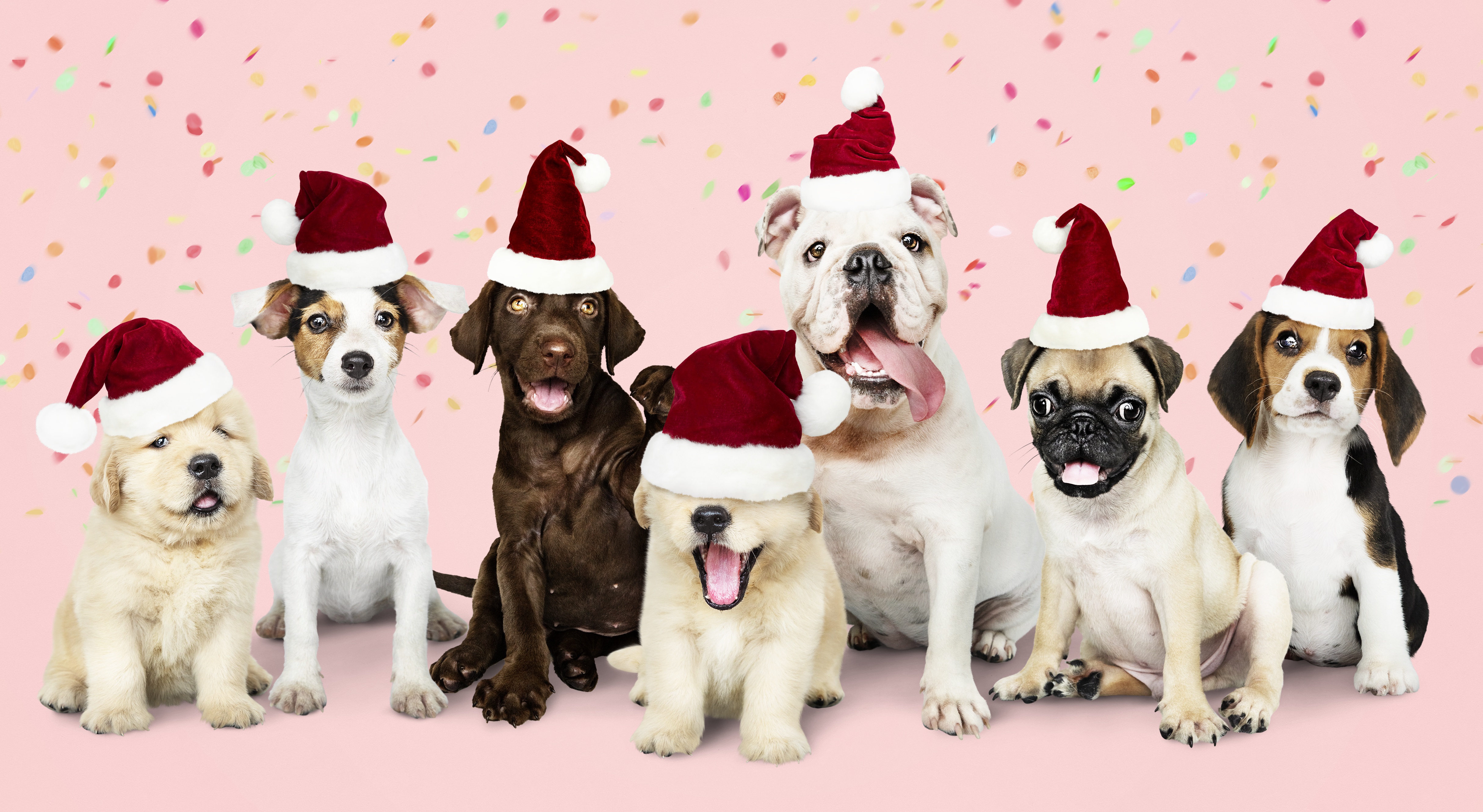 Christmas Dog Wallpapers