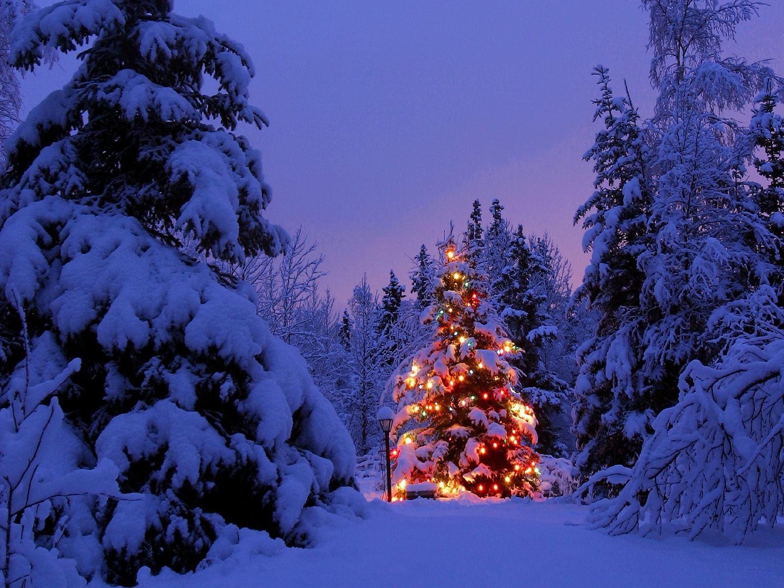 Christmas Forest Wallpapers