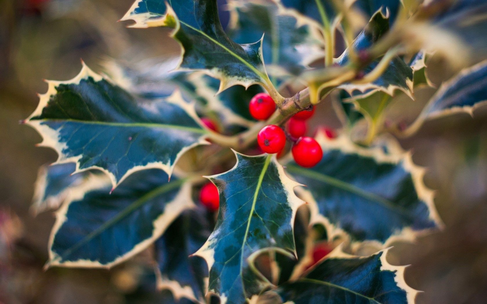 Christmas Holly Wallpapers