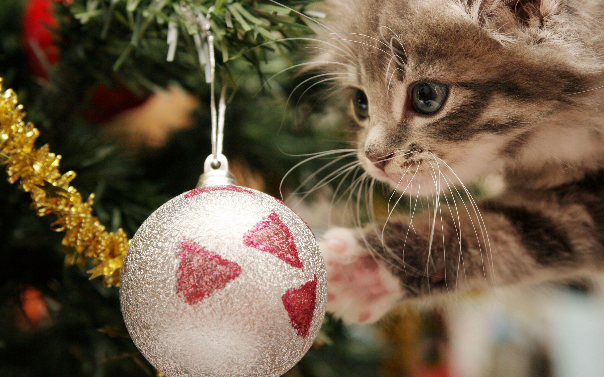 Christmas Kitten Wallpapers