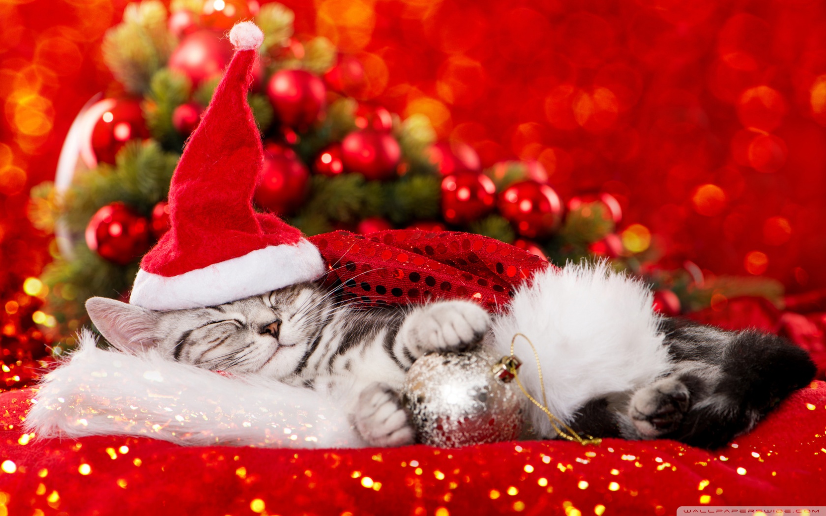 Christmas Kitten Wallpapers