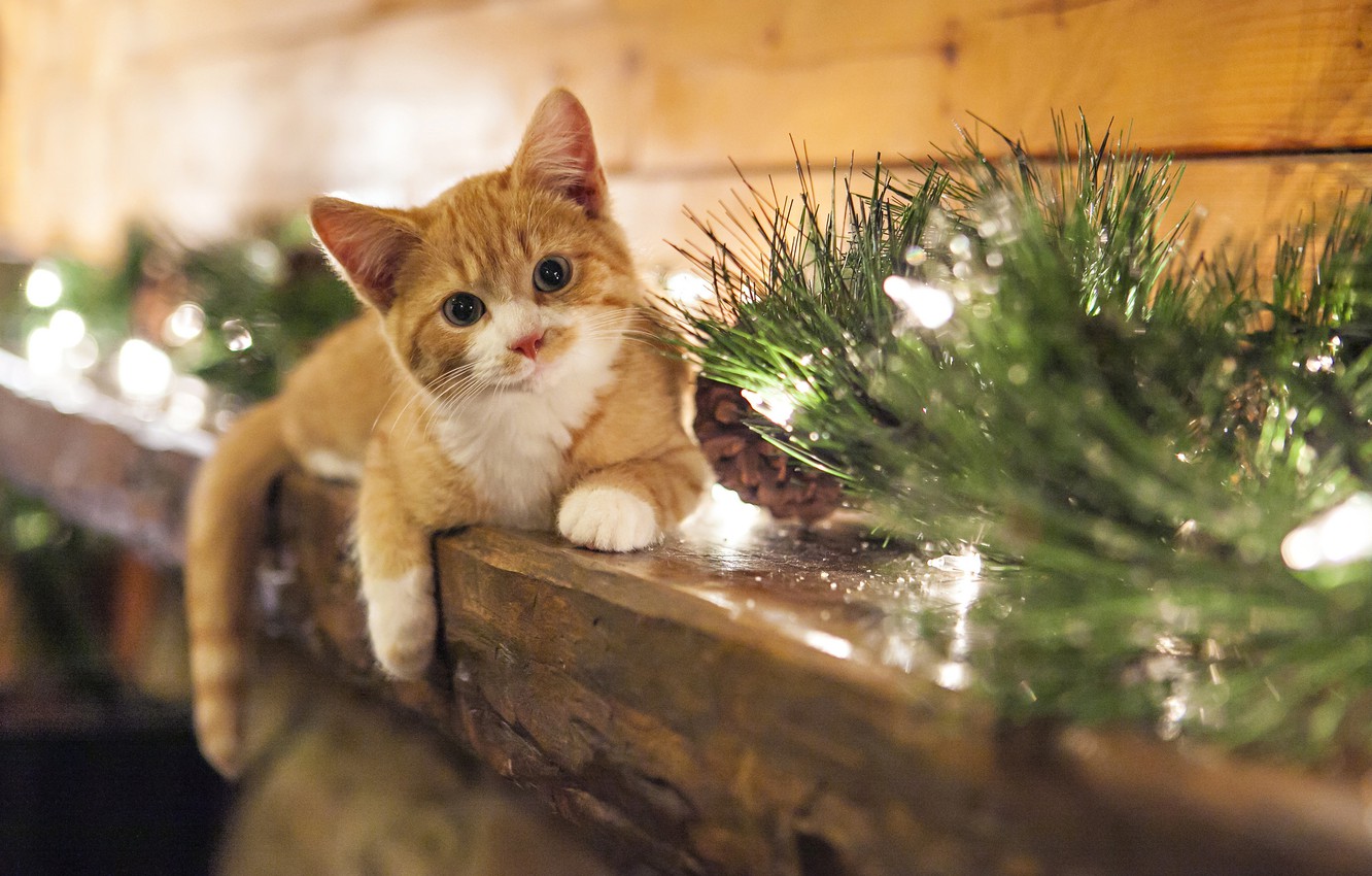 Christmas Kitten Wallpapers