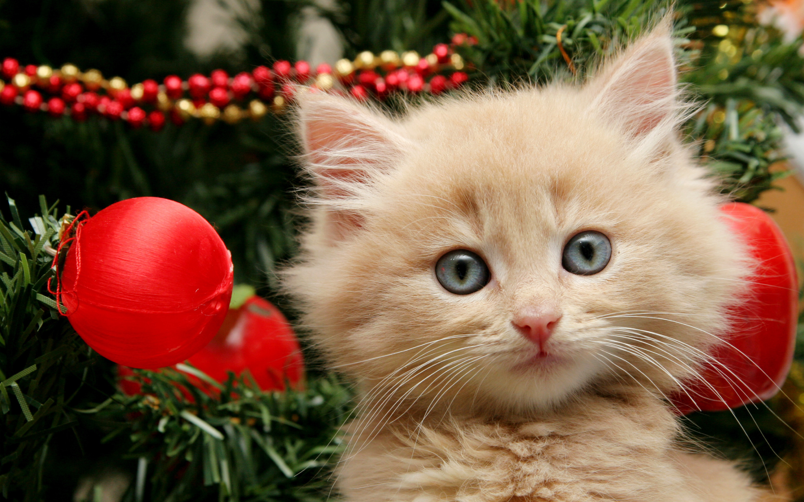 Christmas Kitten Wallpapers