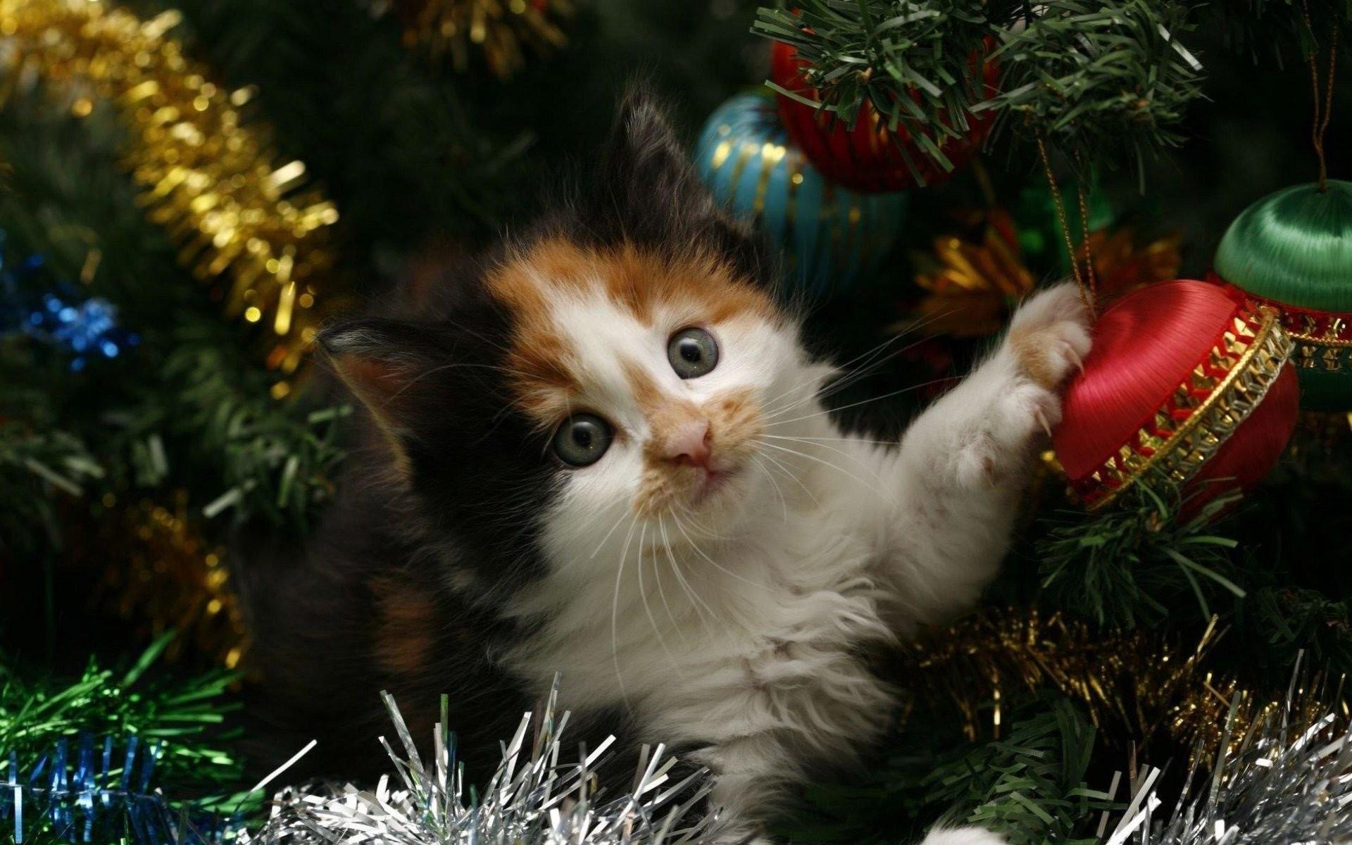 Christmas Kitten Wallpapers