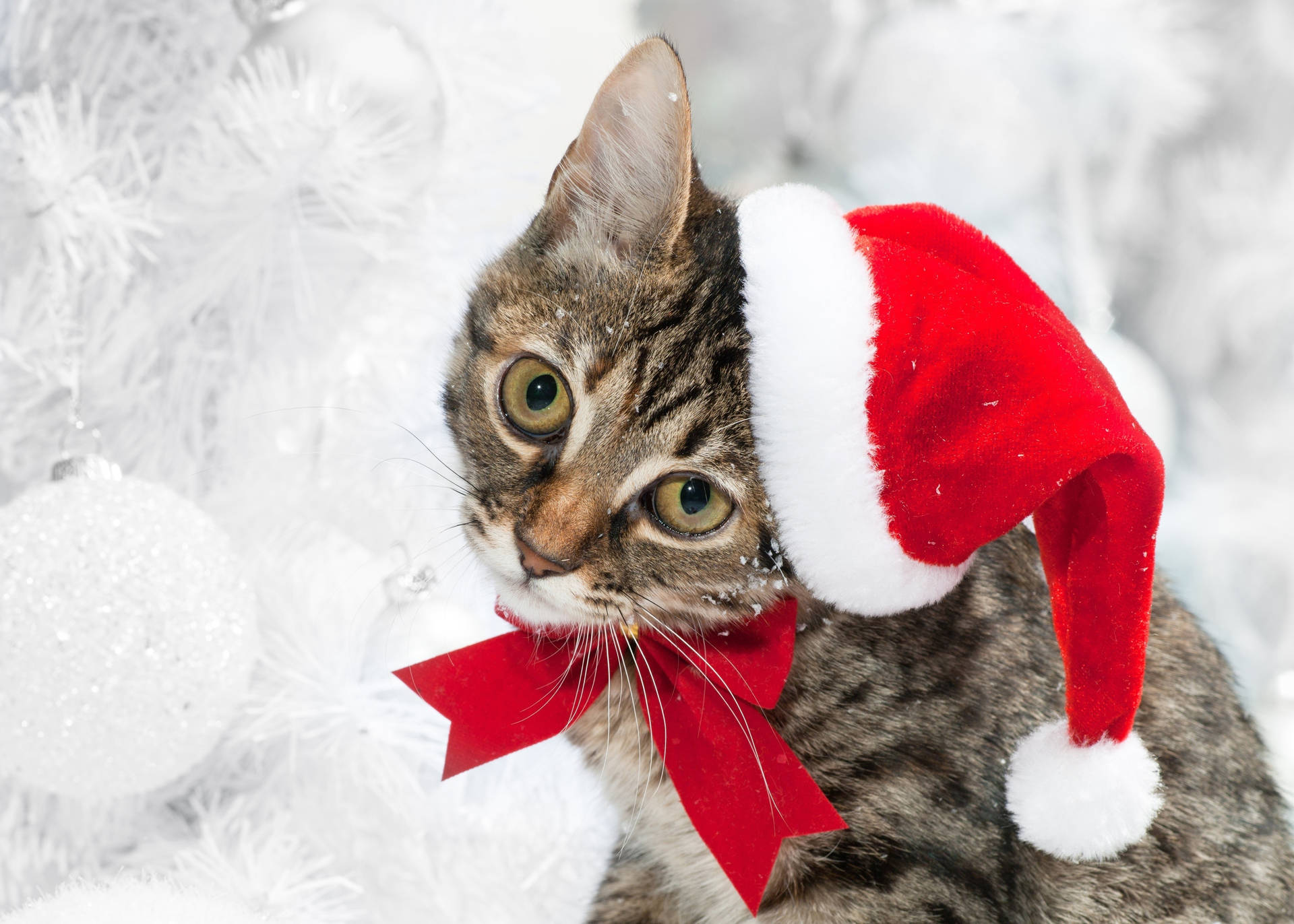 Christmas Kitten Wallpapers