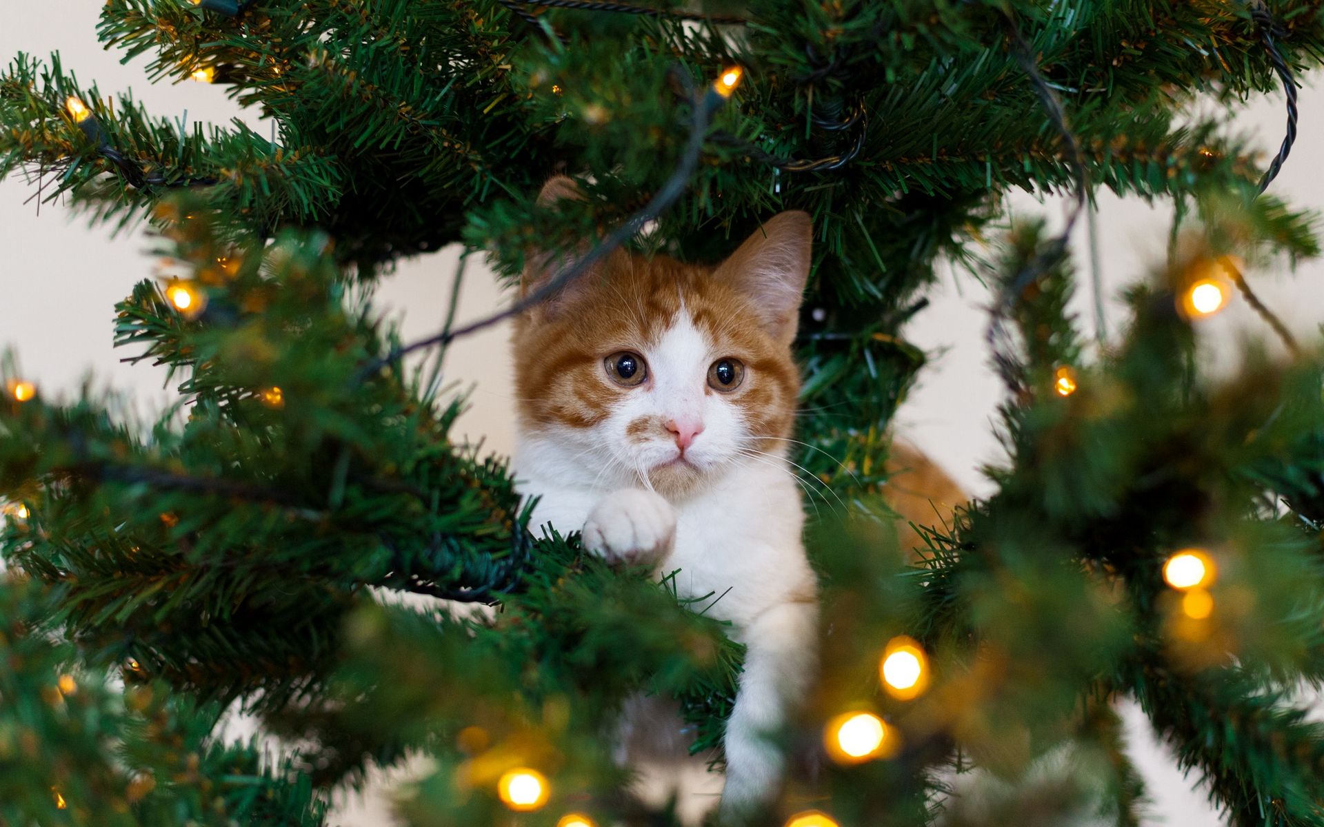 Christmas Kitten Wallpapers