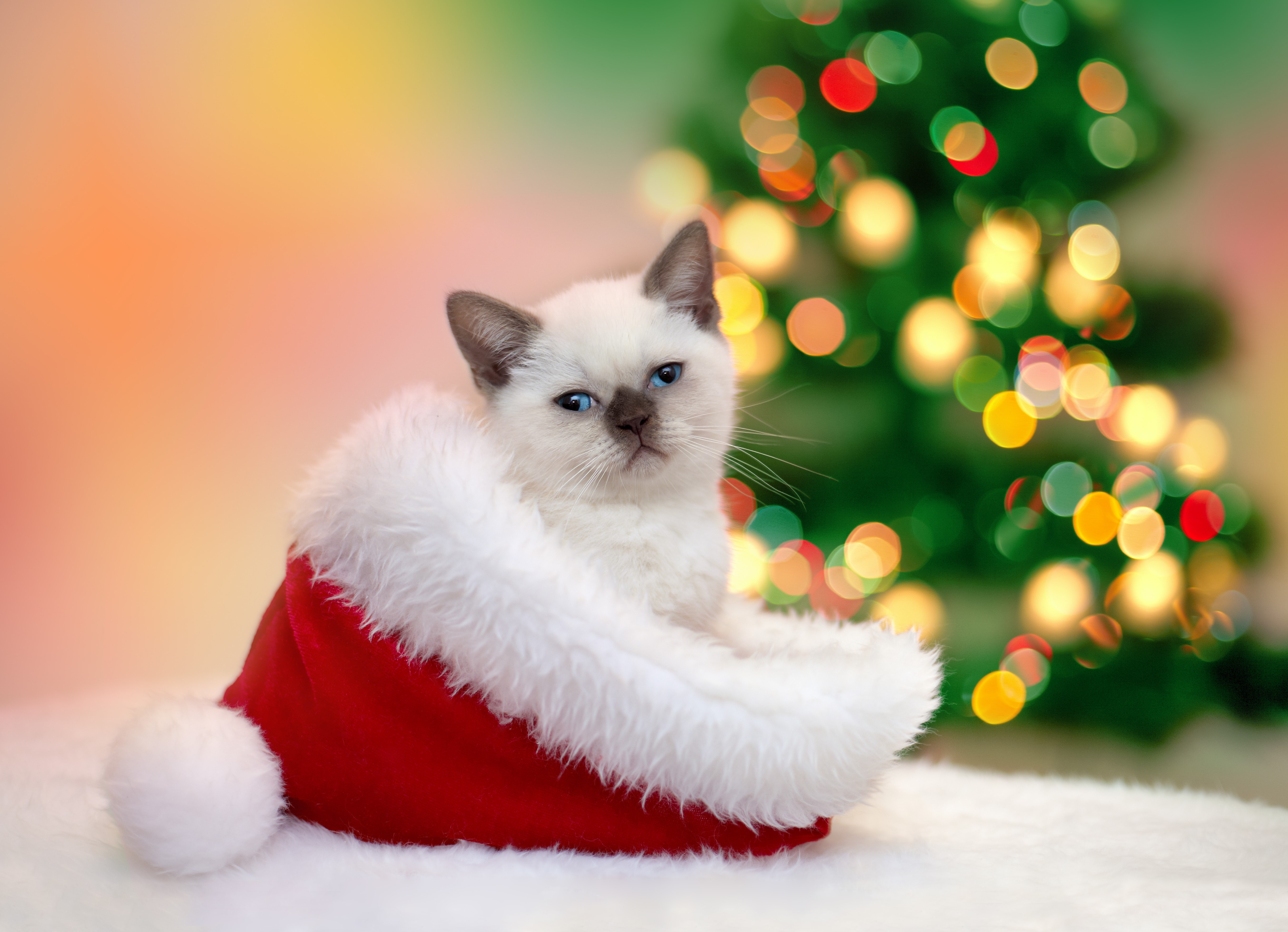 Christmas Kitten Wallpapers