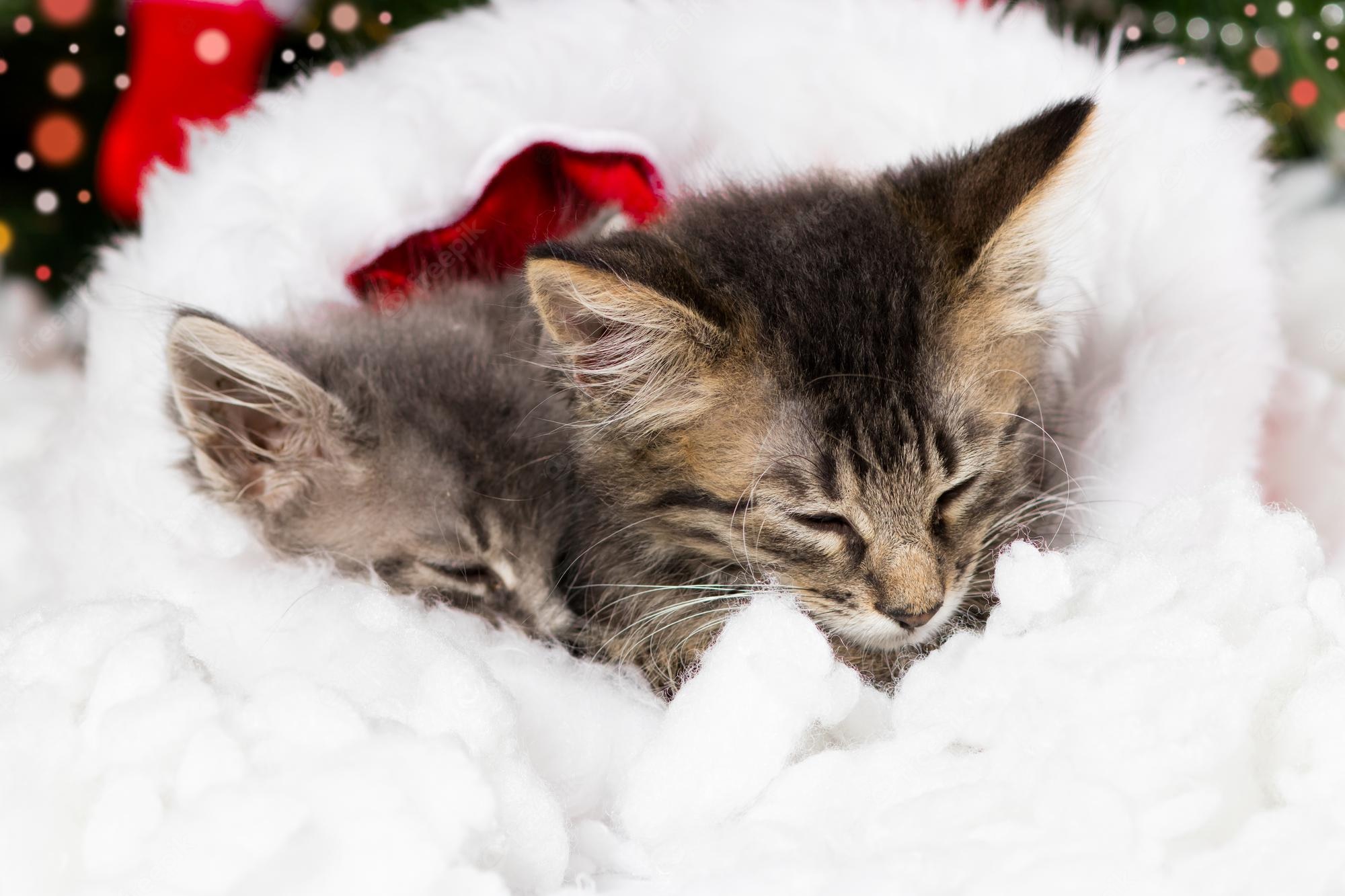 Christmas Kitten Wallpapers