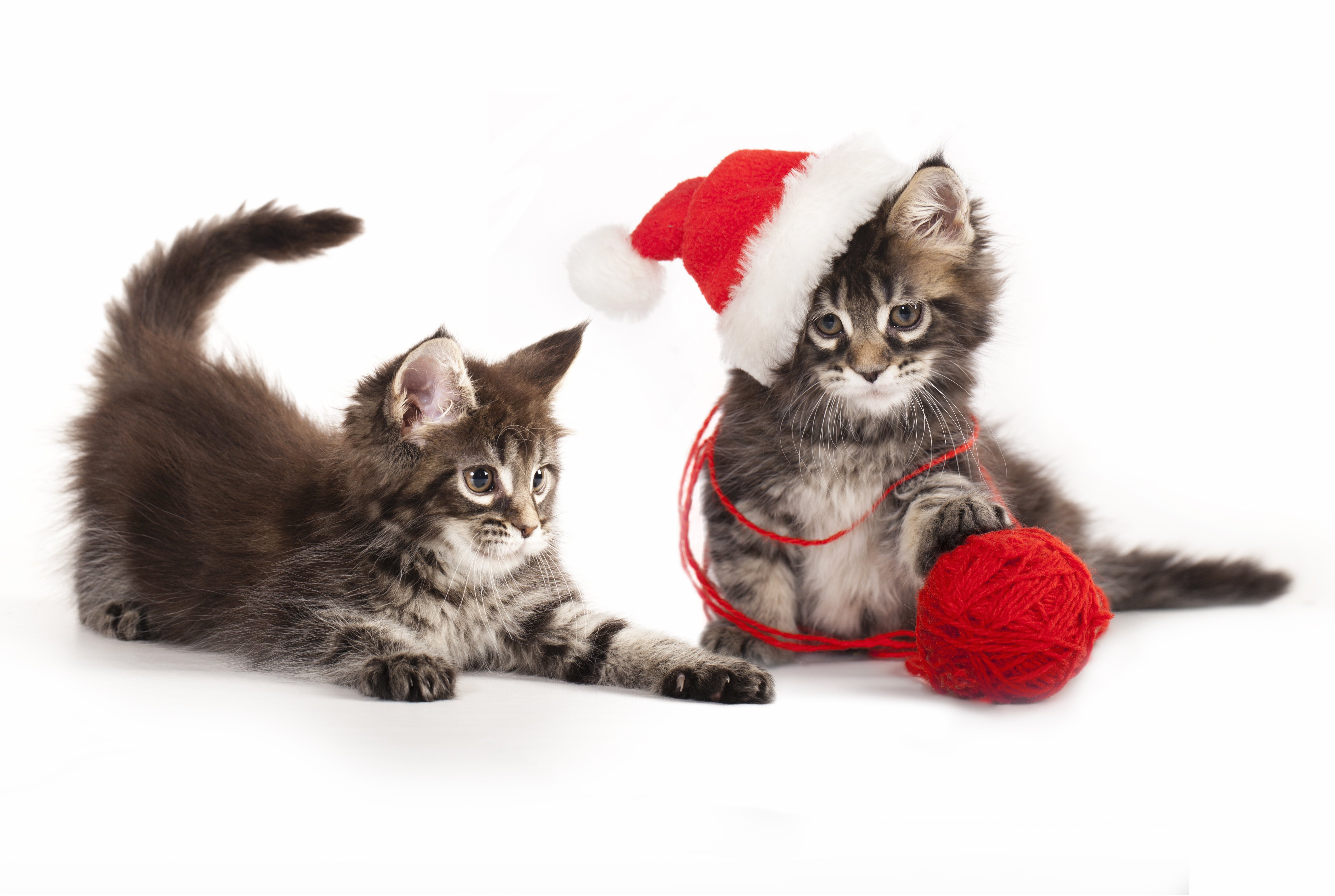 Christmas Kitten Wallpapers