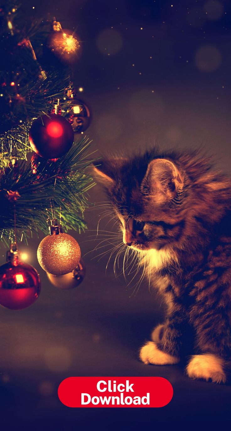 Christmas Kittens Wallpapers