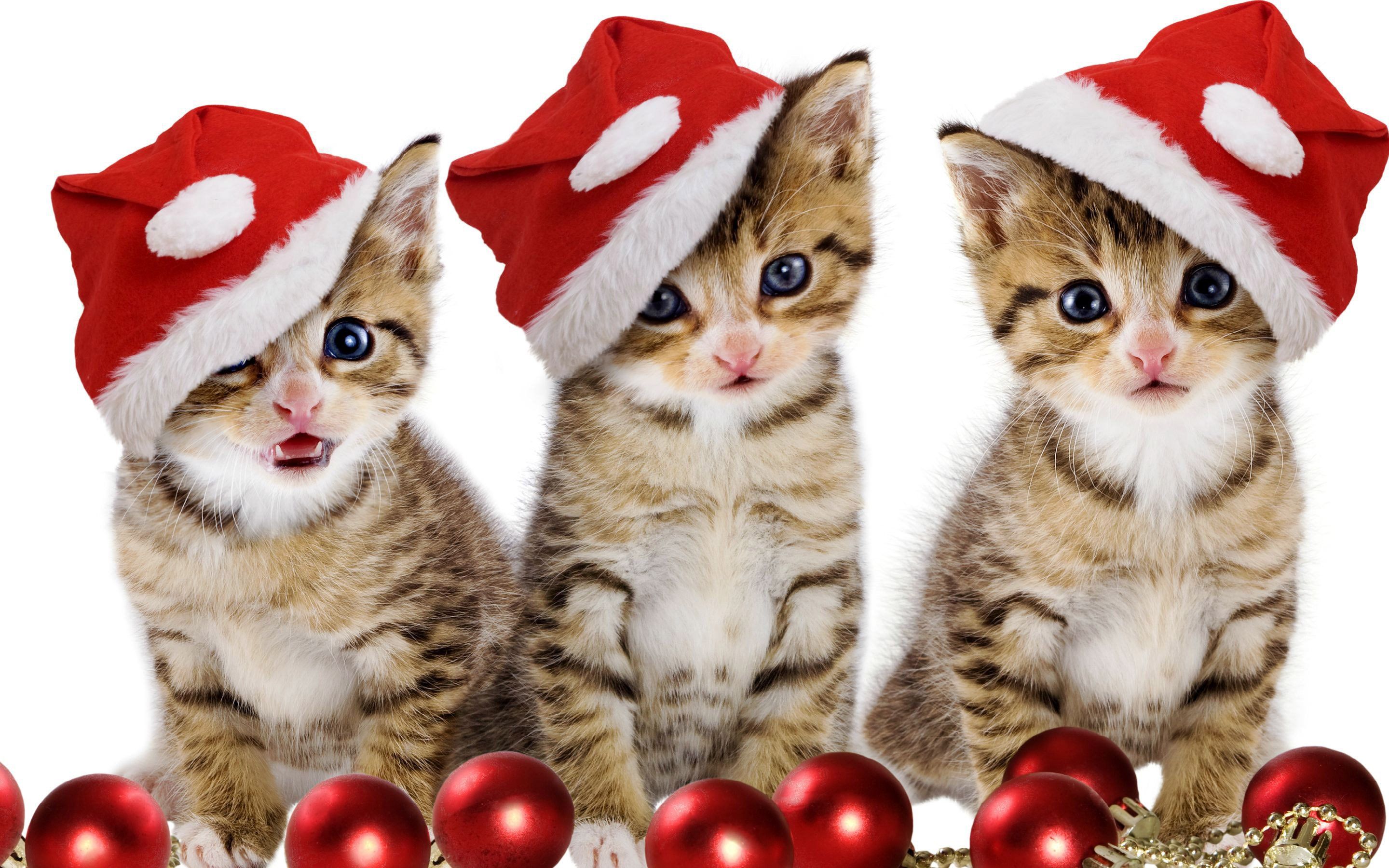Christmas Kittens Wallpapers