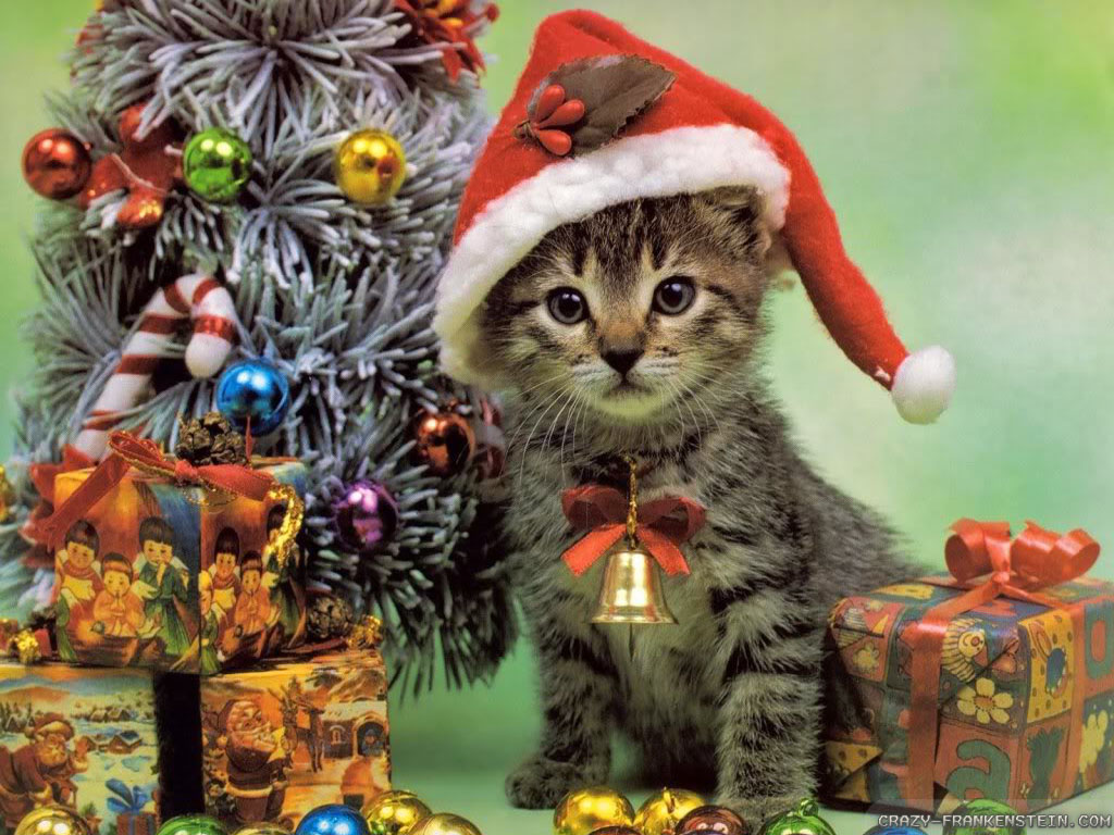 Christmas Kittens Wallpapers