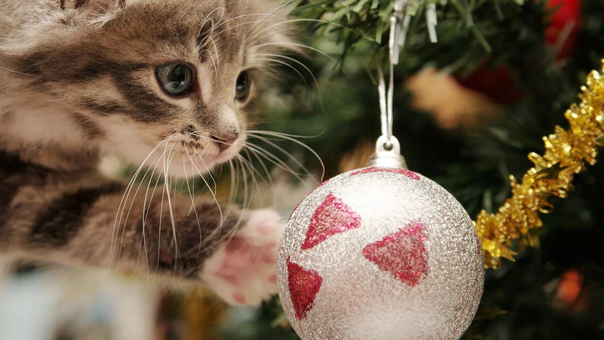 Christmas Kittens Wallpapers