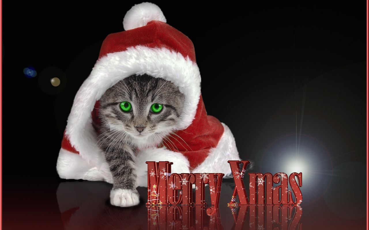 Christmas Kittens Wallpapers