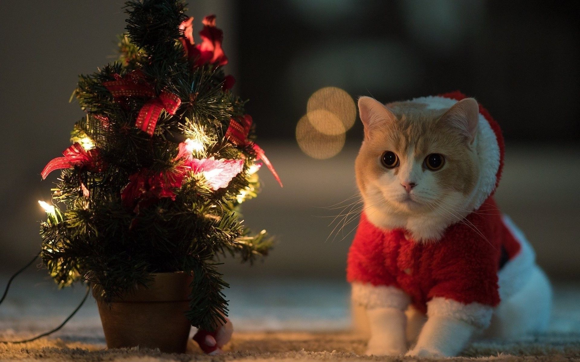 Christmas Kittens Wallpapers