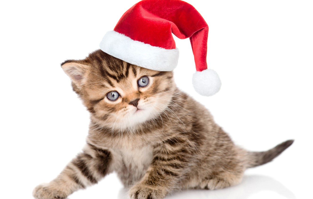 Christmas Kittens Wallpapers