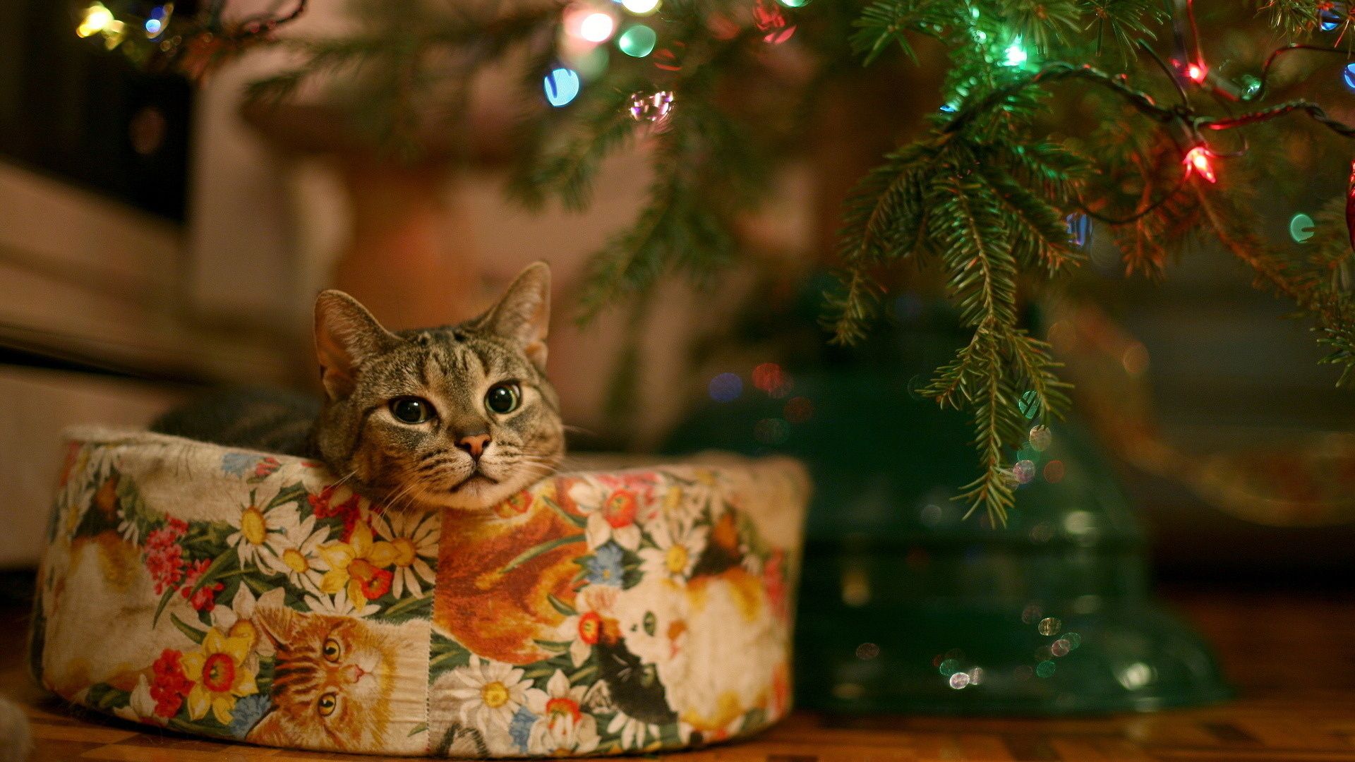 Christmas Kittens Wallpapers