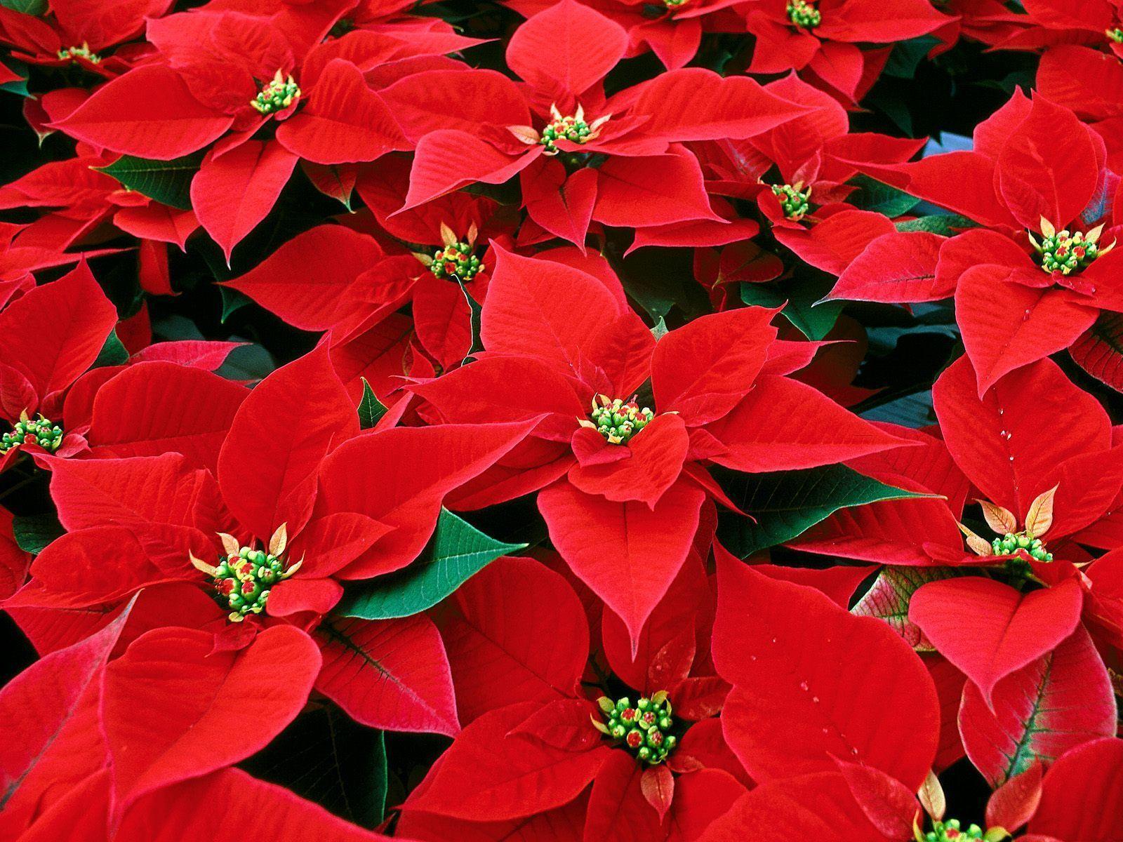 Christmas Poinsettia Wallpapers