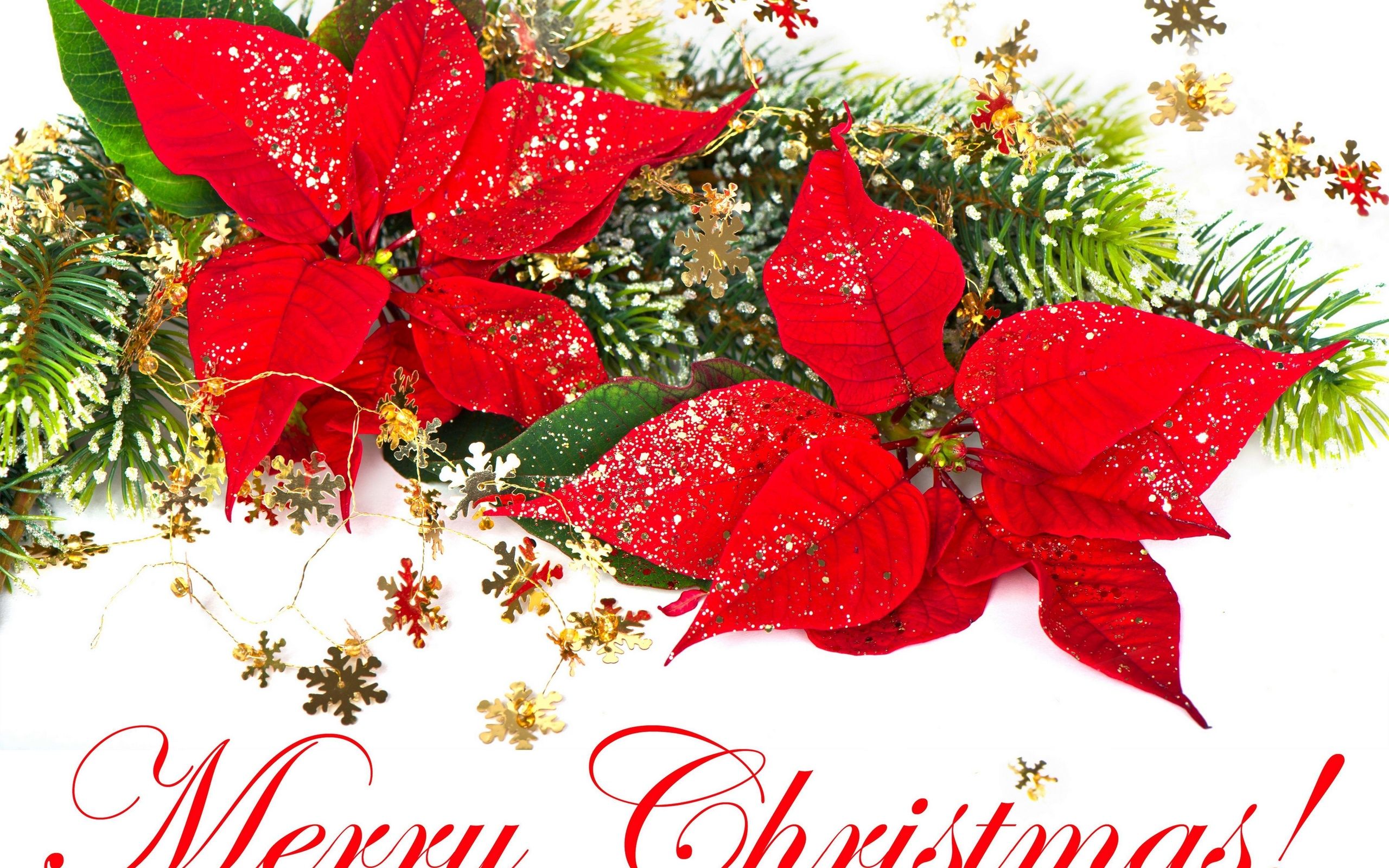 Christmas Poinsettia Wallpapers