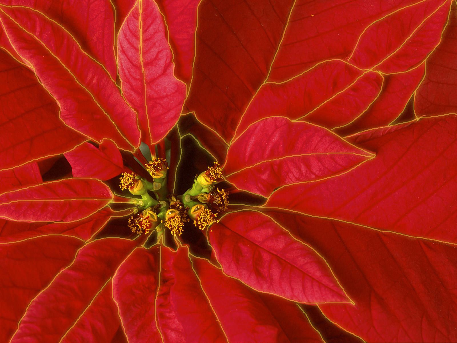 Christmas Poinsettia Wallpapers