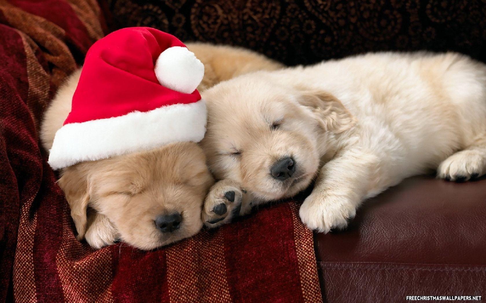 Christmas Puppies Wallpapers