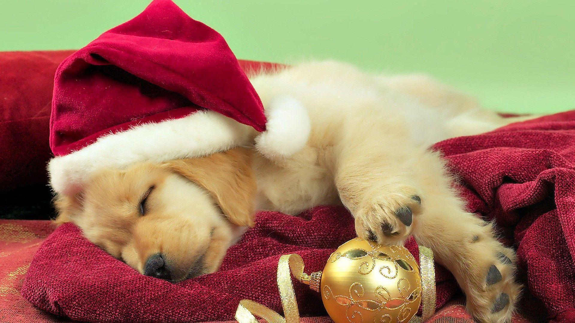 Christmas Puppies Wallpapers