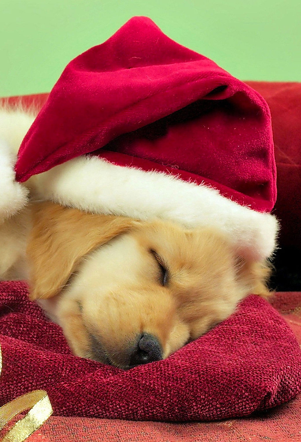 Christmas Puppies Wallpapers