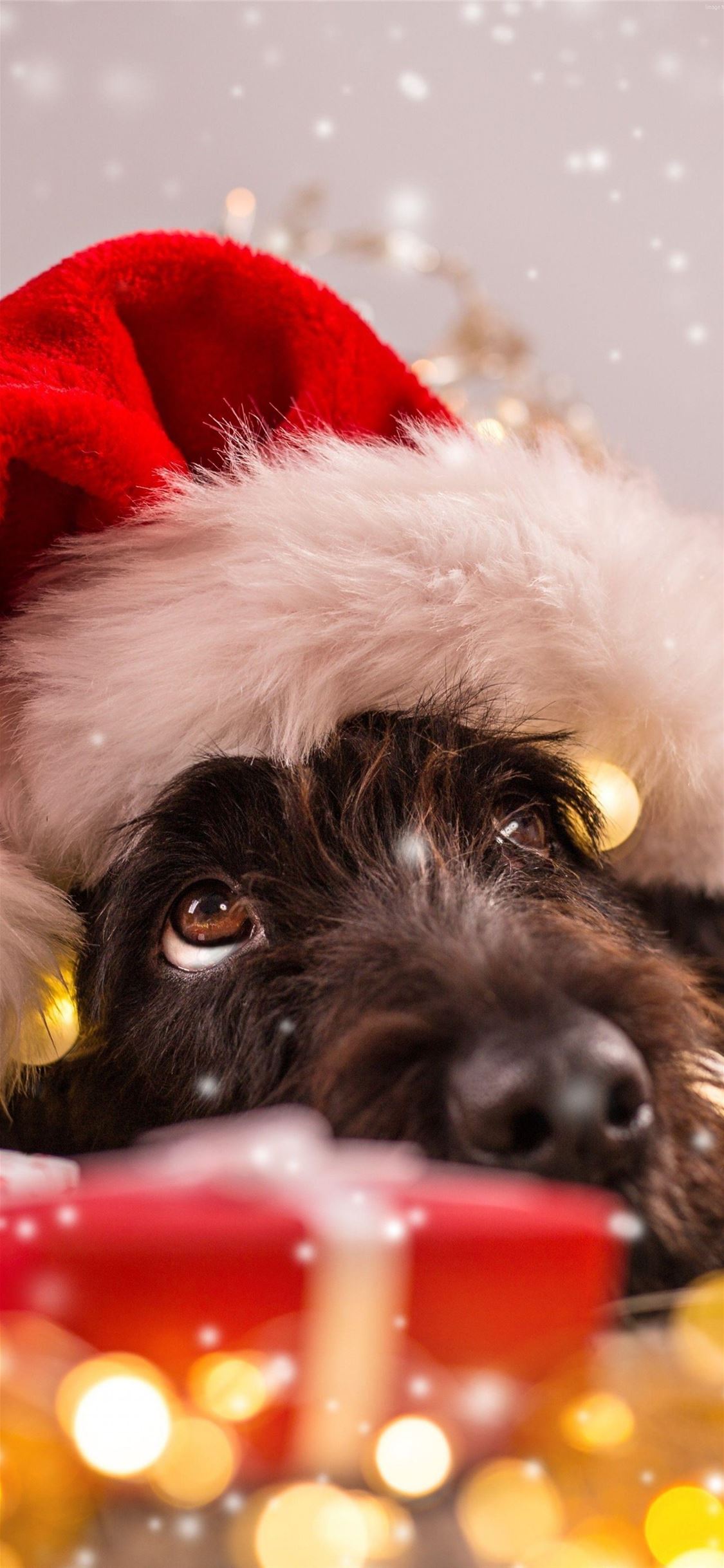 Christmas Puppies Wallpapers