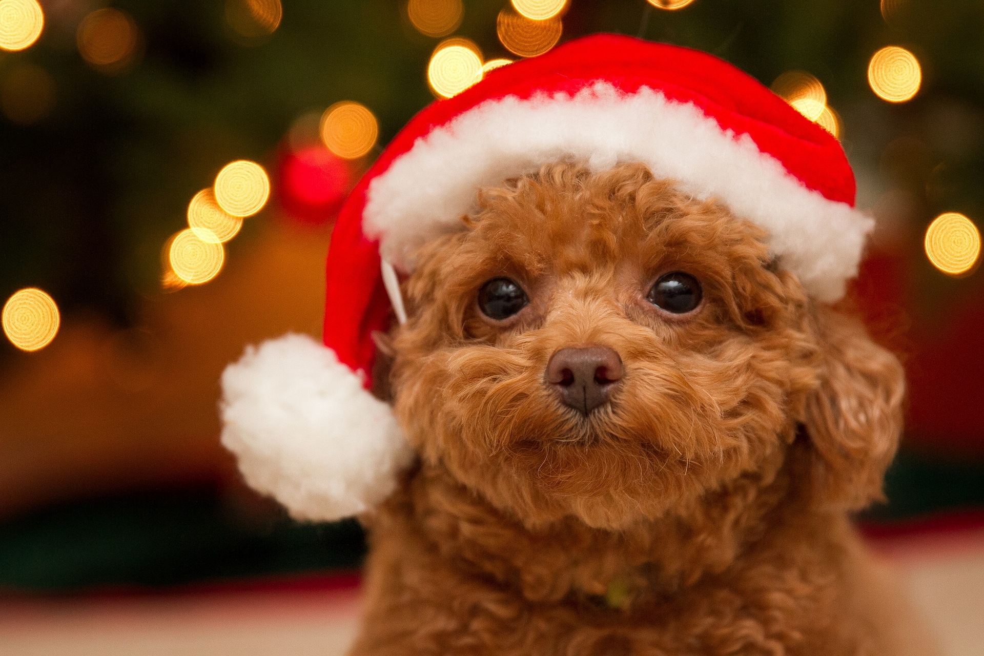 Christmas Puppies Wallpapers