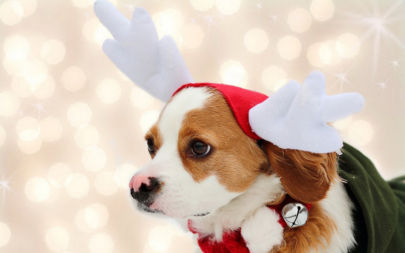 Christmas Puppies Wallpapers