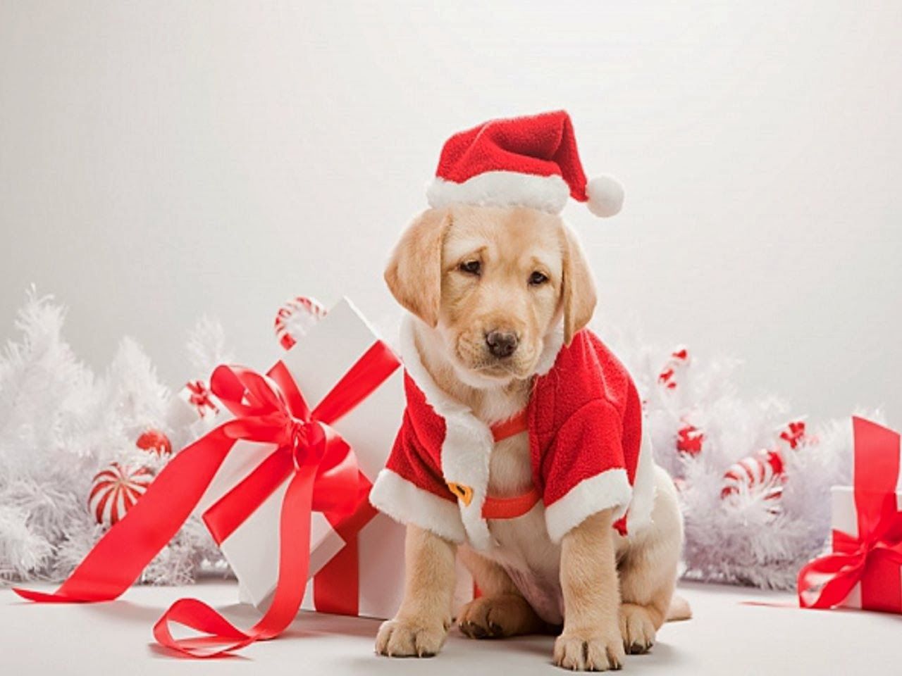 Christmas Puppies Wallpapers