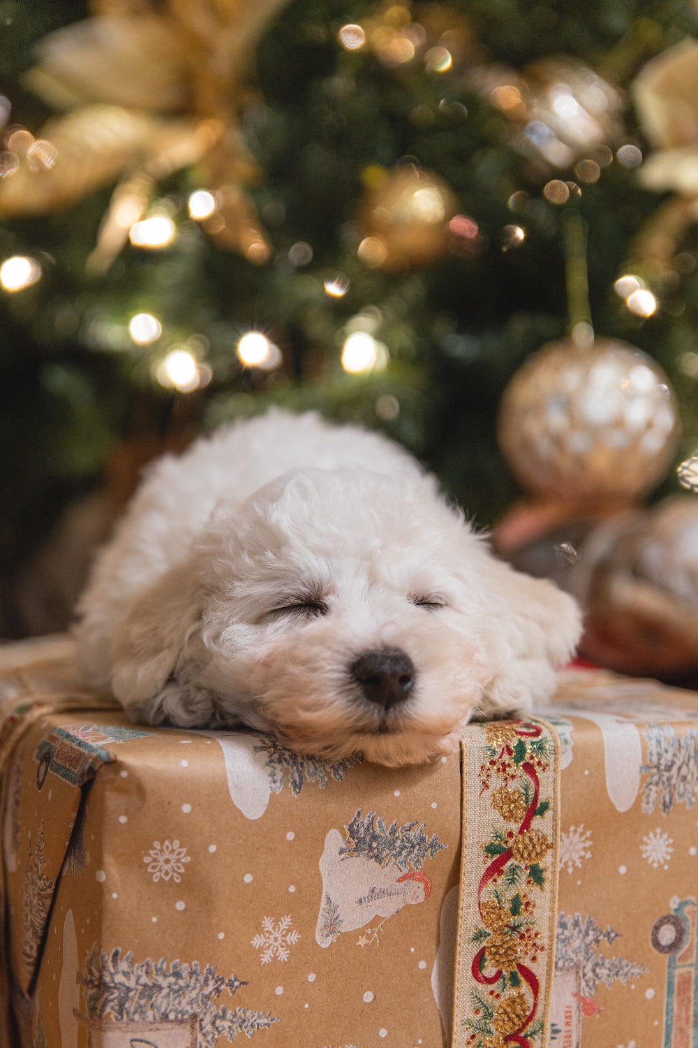 Christmas Puppies Wallpapers