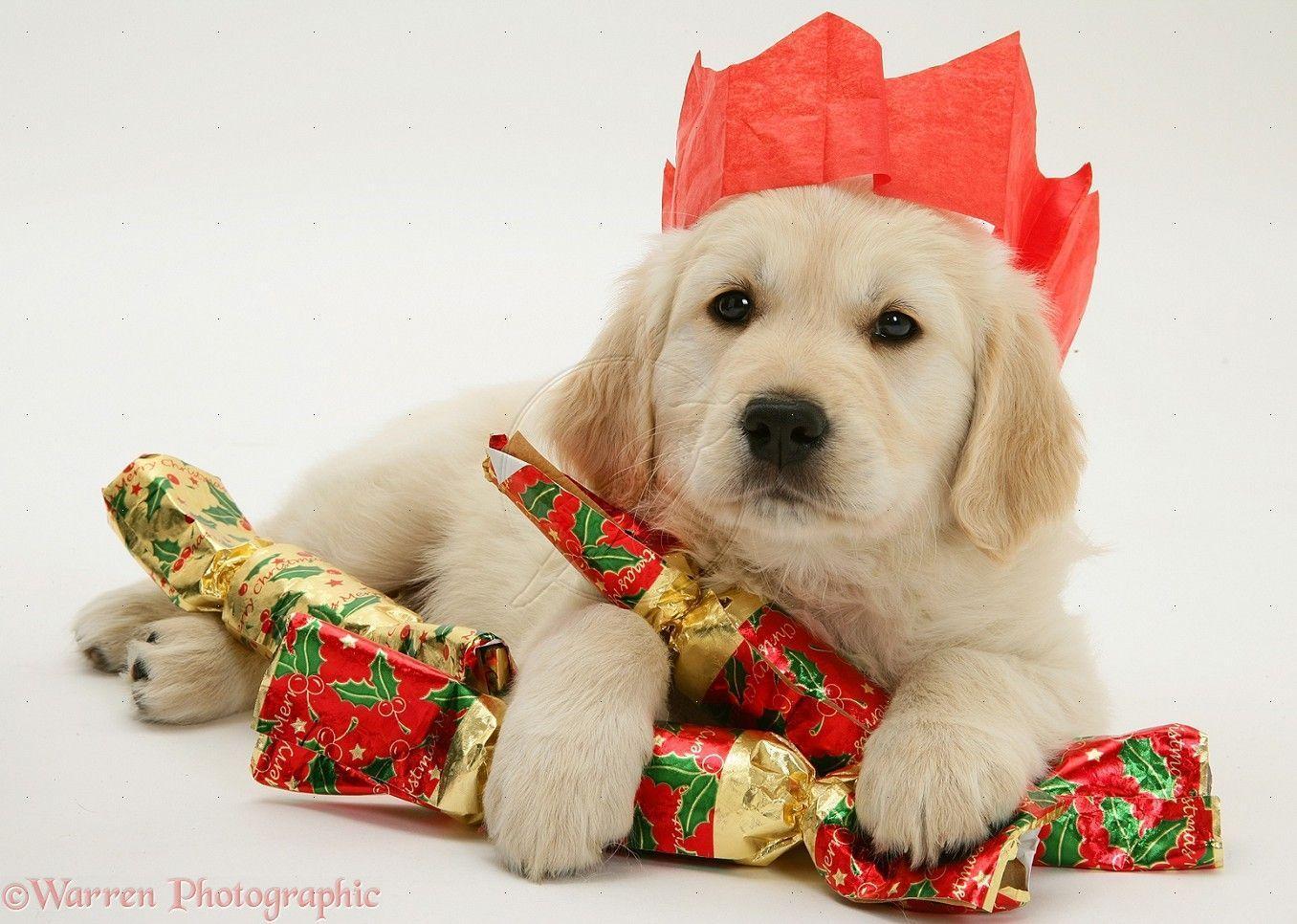 Christmas Puppies Wallpapers