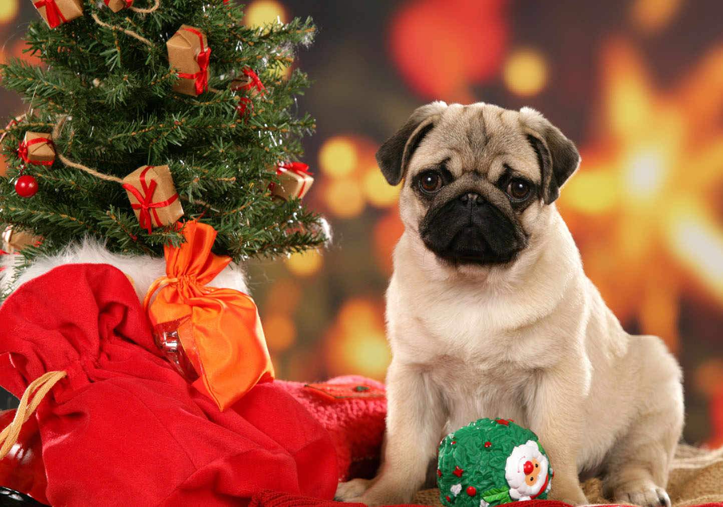 Christmas Puppies Wallpapers