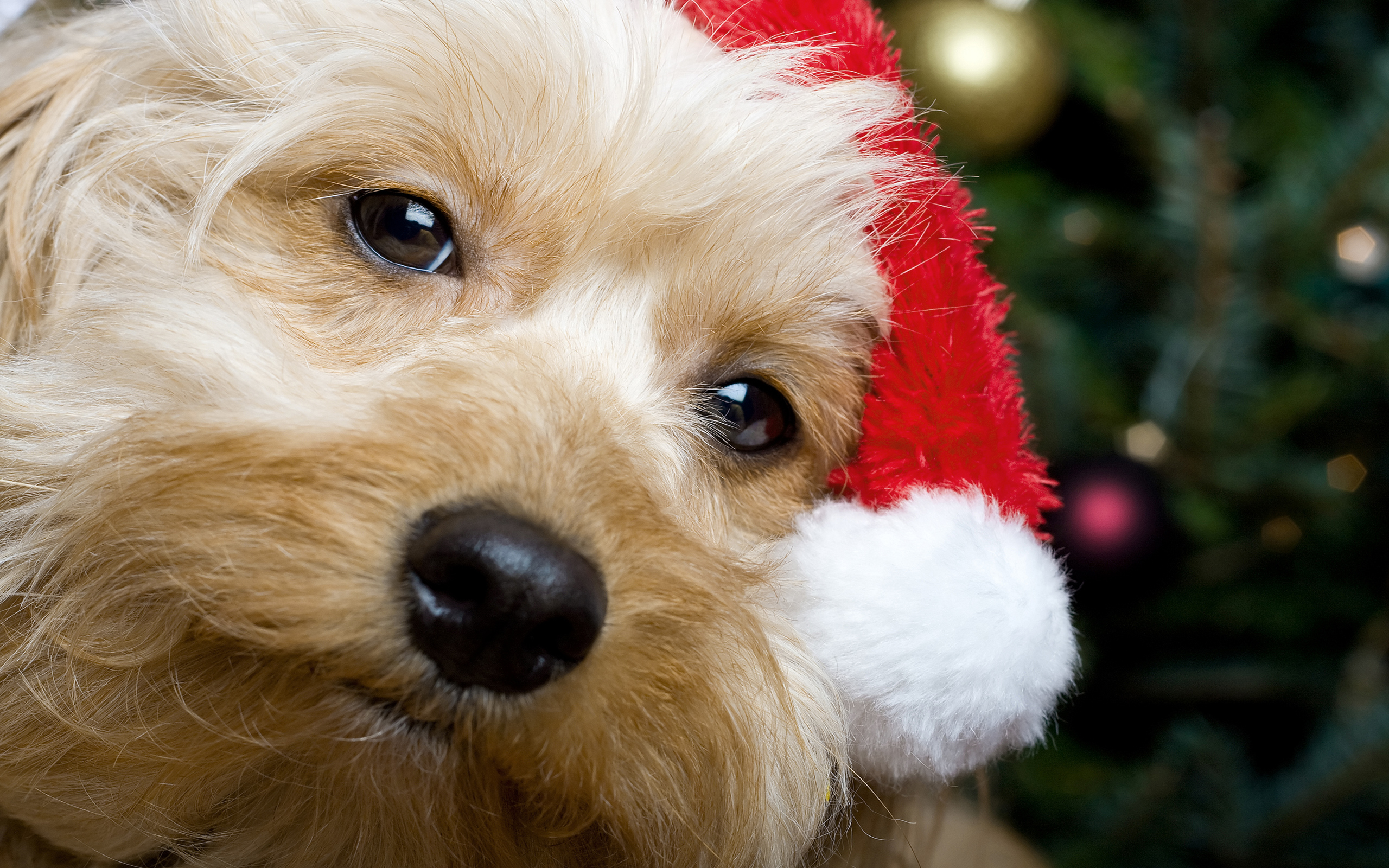 Christmas Puppies Wallpapers
