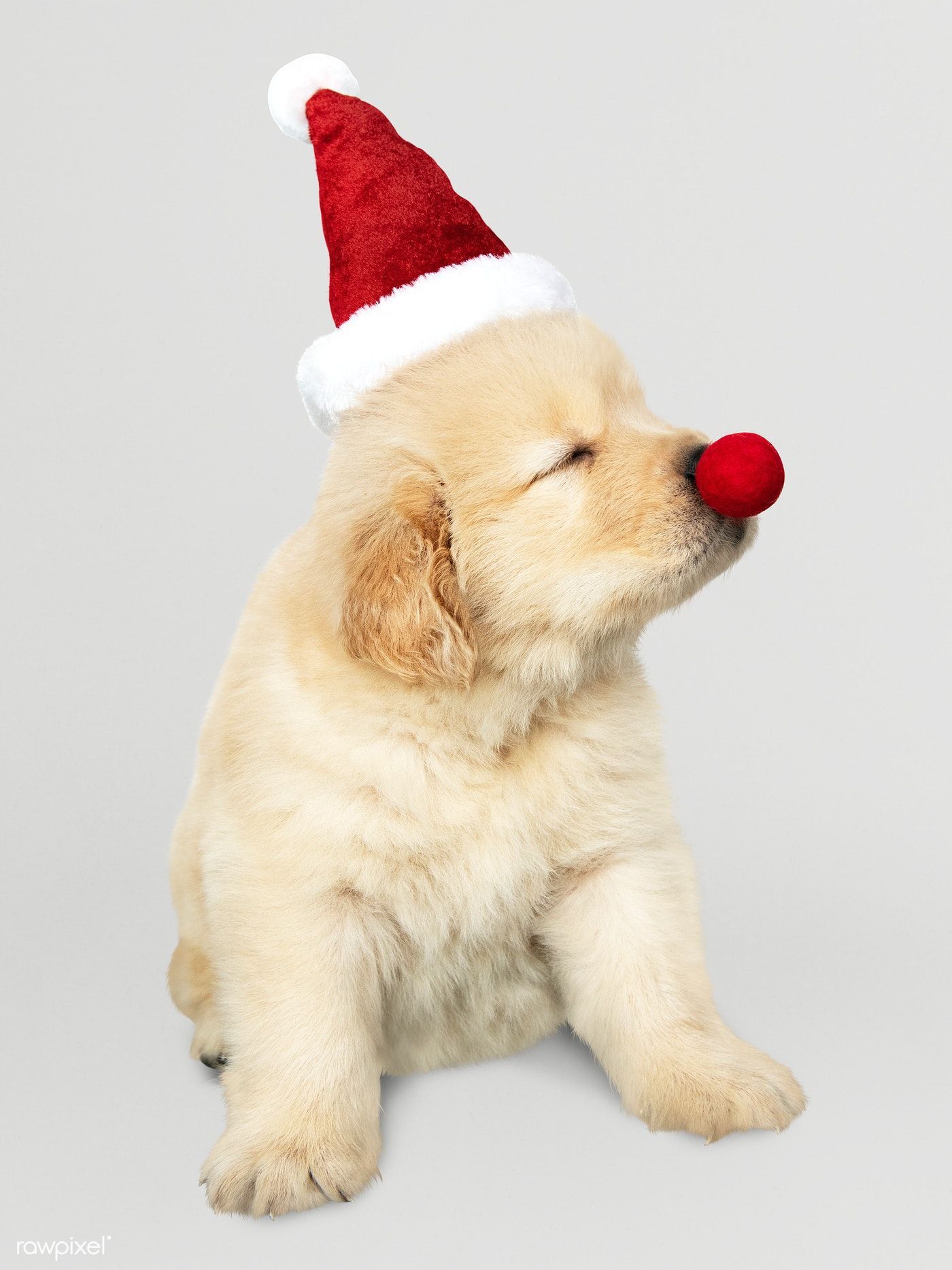 Christmas Puppies Wallpapers