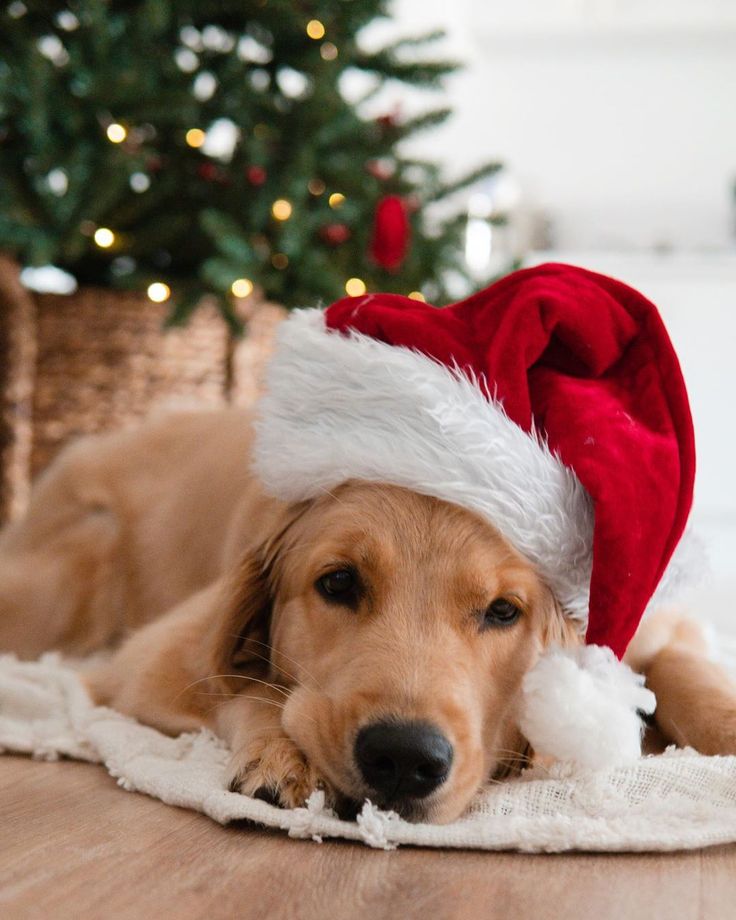 Christmas Puppies Wallpapers