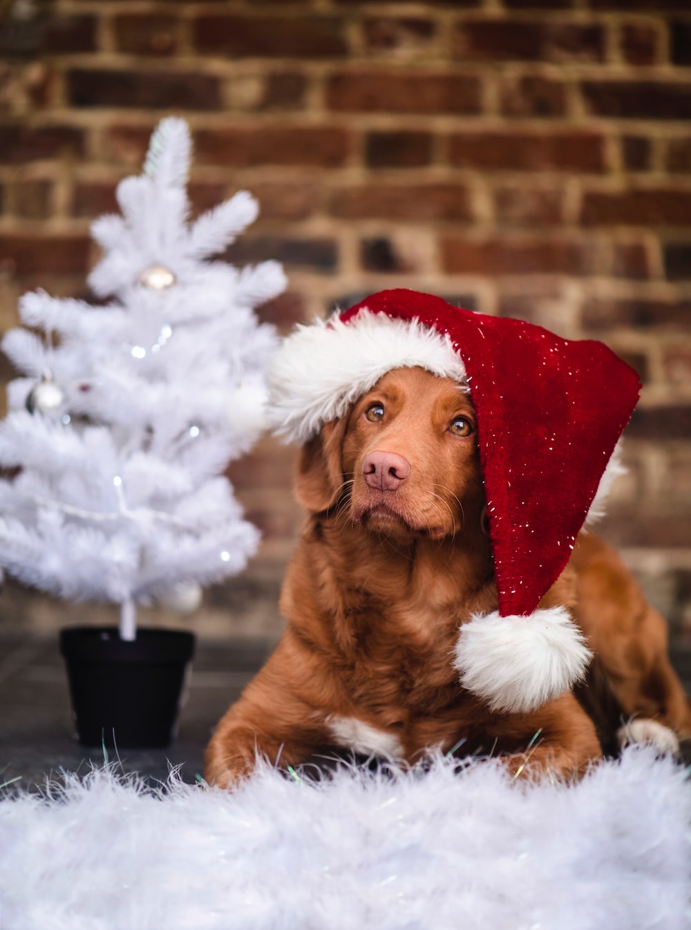 Christmas Puppies Wallpapers