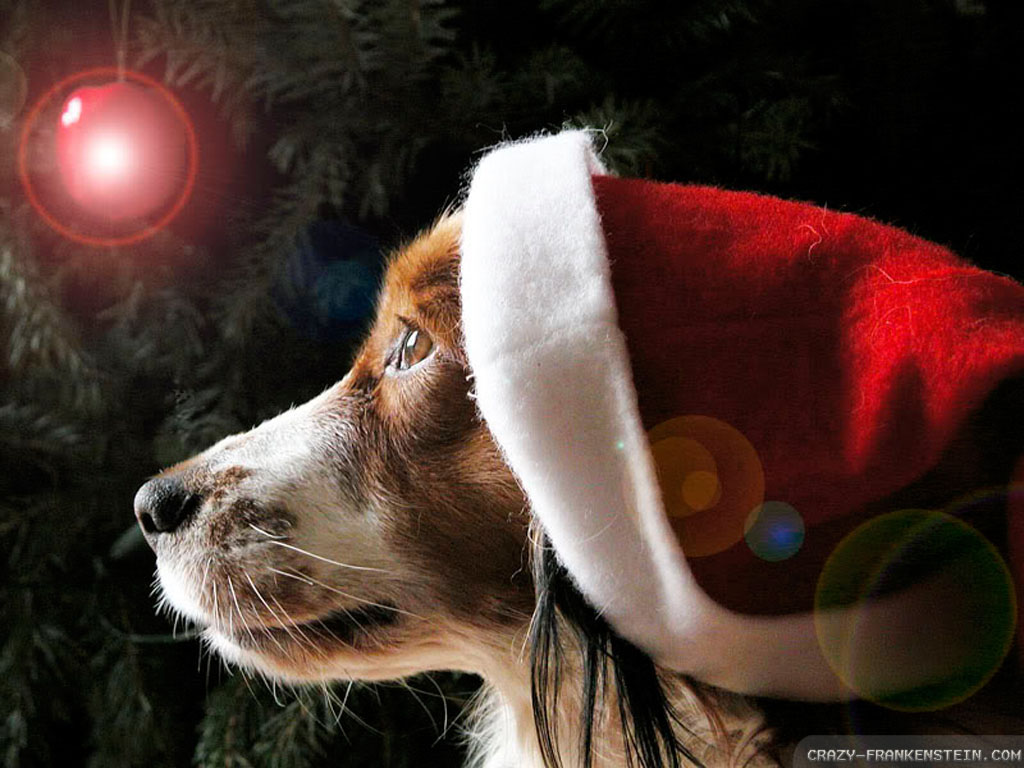 Christmas Puppies Wallpapers