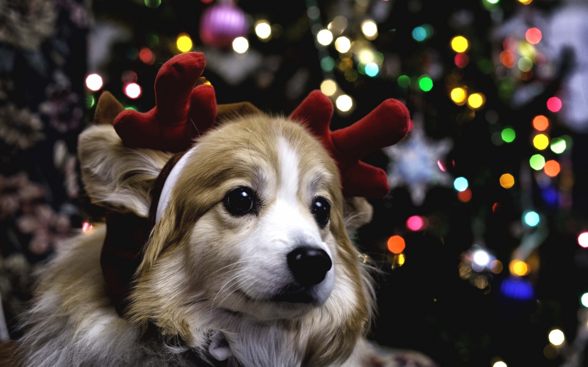 Christmas Puppy Wallpapers