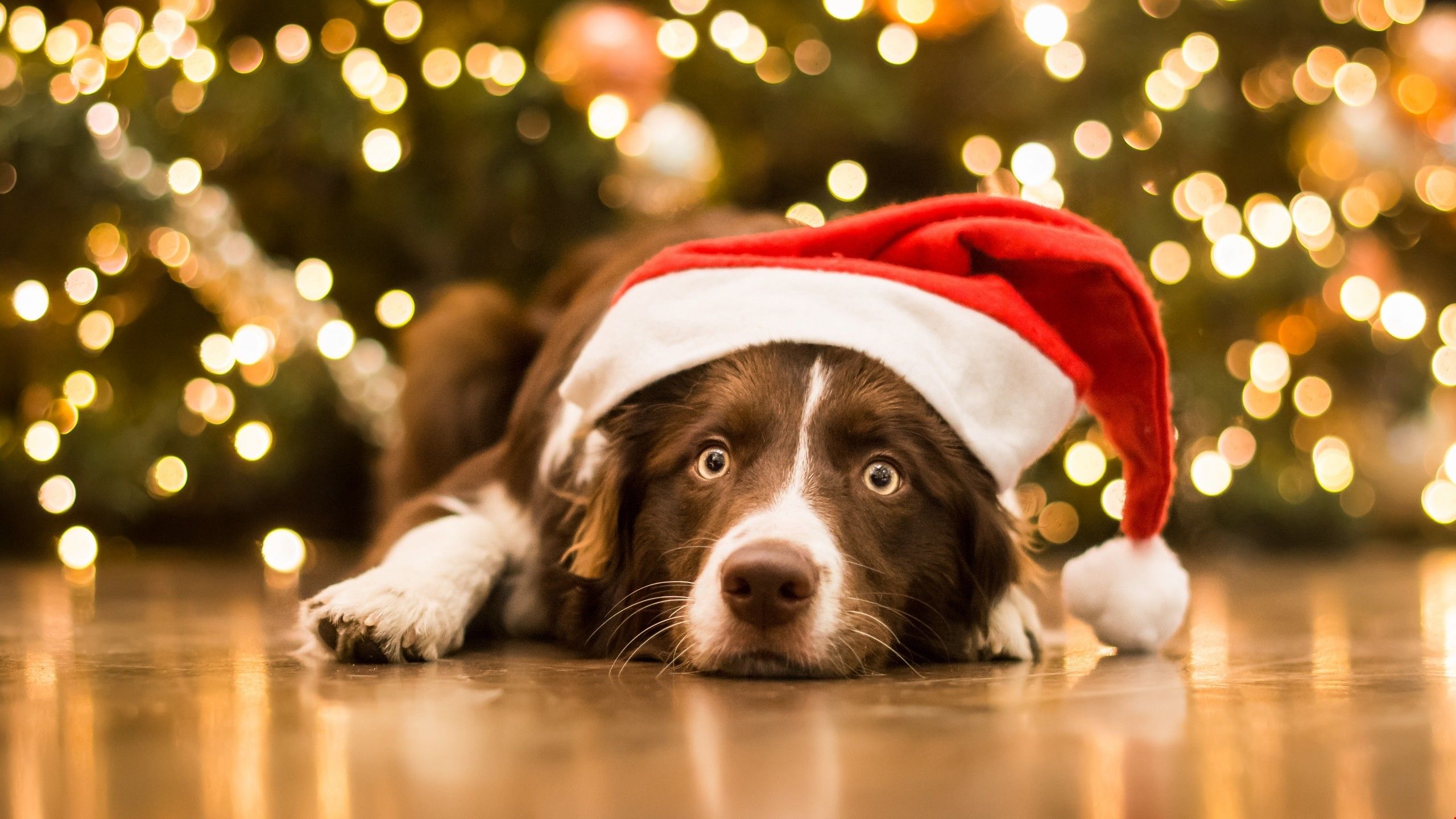 Christmas Puppy Desktop Wallpapers