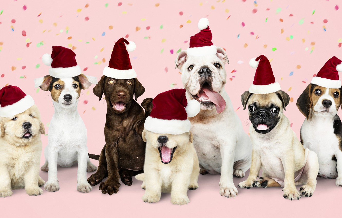 Christmas Puppy Desktop Wallpapers