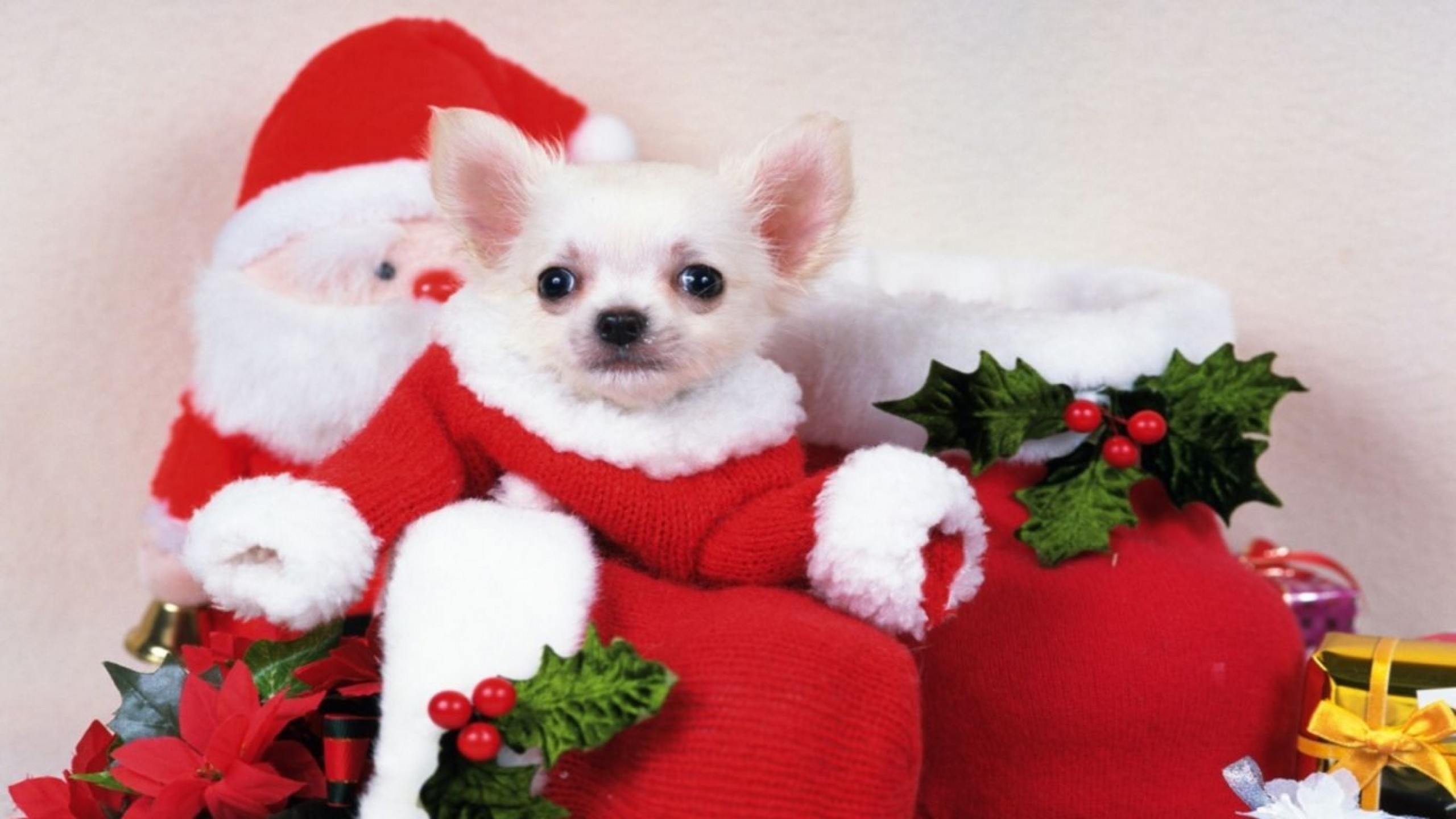 Christmas Puppy Desktop Wallpapers