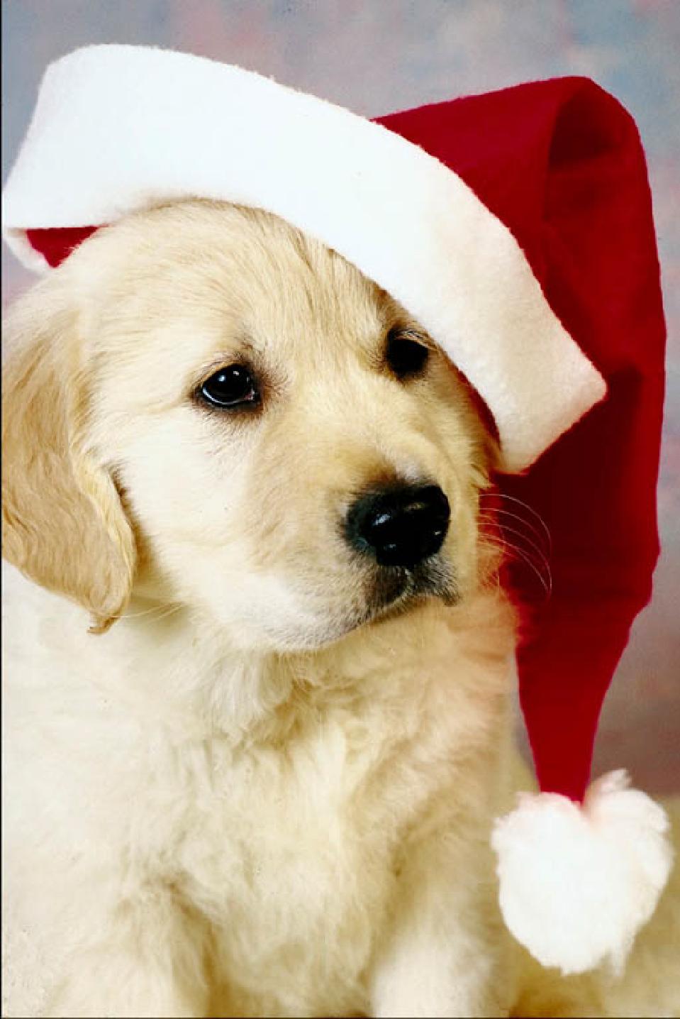 Christmas Puppy Desktop Wallpapers