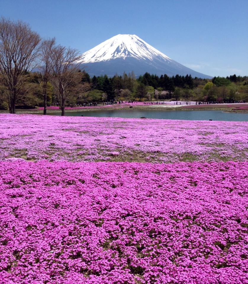 Fuji Shibazakura Festival Wallpapers