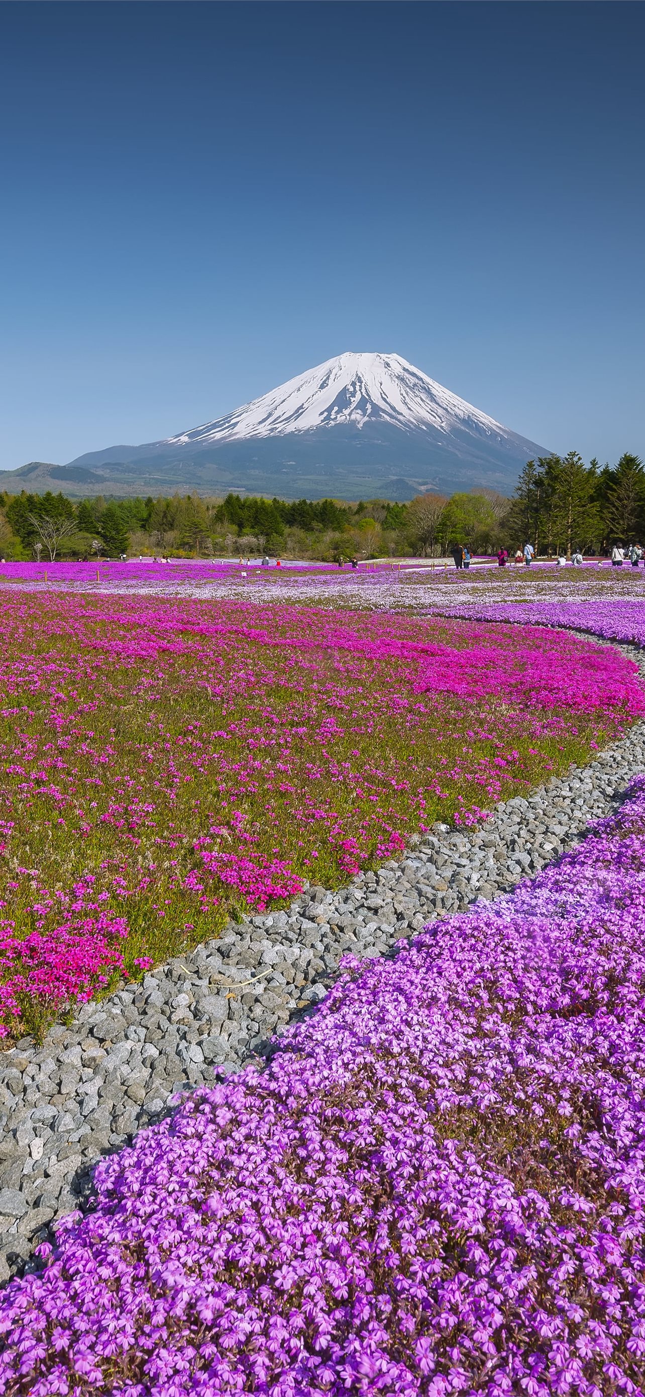 Fuji Shibazakura Festival Wallpapers