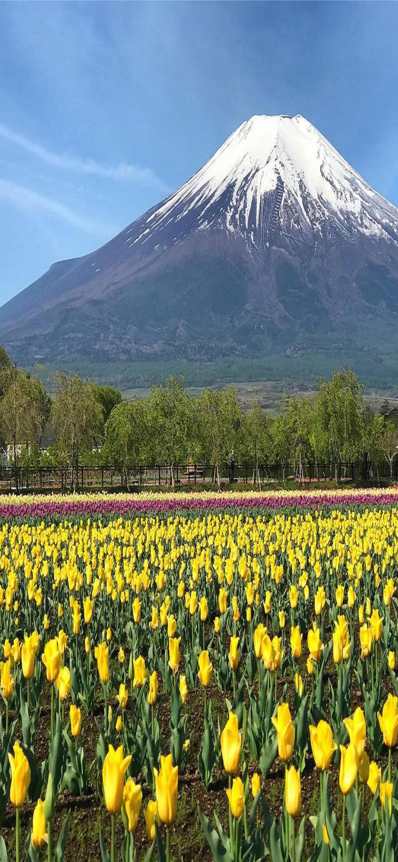 Fuji Shibazakura Festival Wallpapers